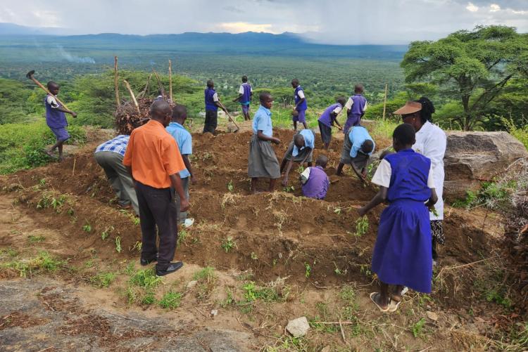 Dessiminating planting technologies of orange flesh sweet potatoes