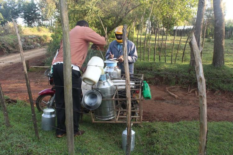A milk transporter collecting milk from a Kenyan Farmer.