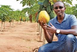 Dennis,AGECON student in his fruit farm
