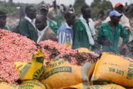 Cases of counterfeit seeds have declined report